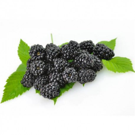 Fruta Mora Entera IQF Congelada - Bolsa de 2.5 kgs