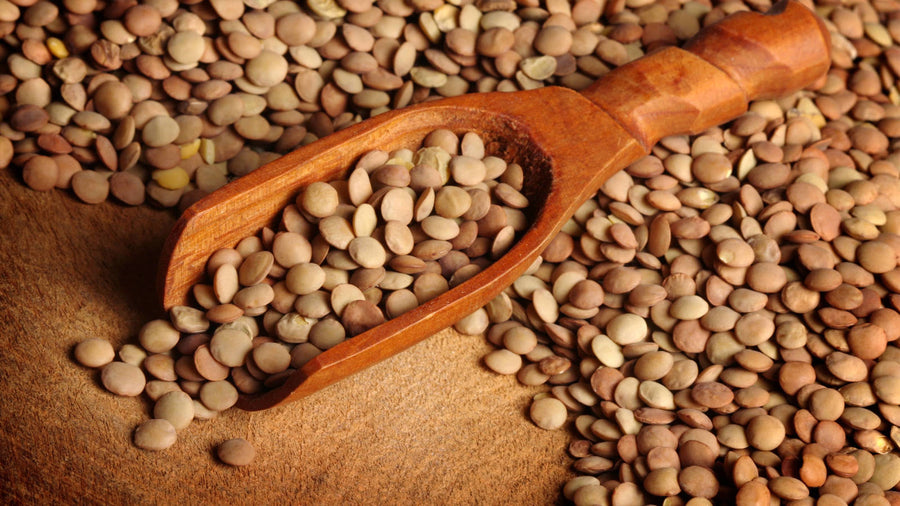 Grano Lenteja - Bolsa de 10 lbs